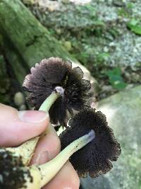 Coprinopsis variegata image