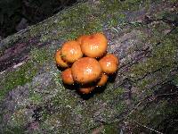 Pholiota aurivella image