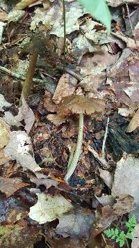 Entoloma strictius image