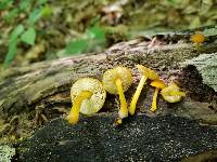 Pluteus chrysophlebius image