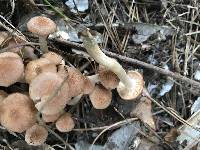 Armillaria tabescens image