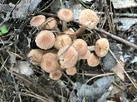 Armillaria tabescens image