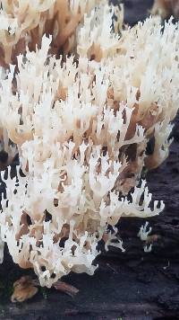 Artomyces pyxidatus image