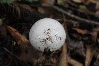 Amanita bisporigera image