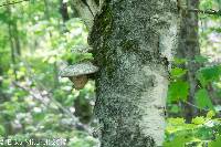 Piptoporus betulinus image