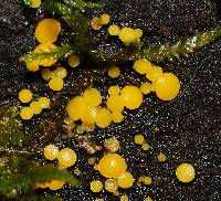 Bisporella citrina image