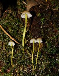 Mycena epipterygia image