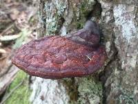 Ganoderma tsugae image