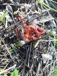 Clathrus ruber image