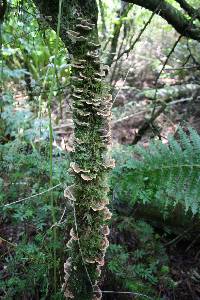 Trametes versicolor image