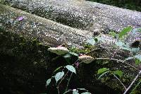 Fomitopsis pinicola image