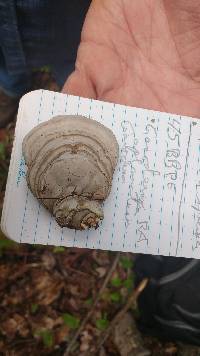 Ganoderma applanatum image