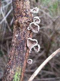 Schizophyllum commune image