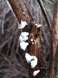 Schizophyllum commune image