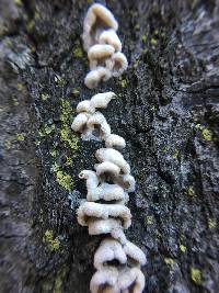 Schizophyllum commune image