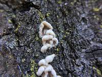 Schizophyllum commune image