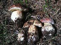 Boletus rex-veris image