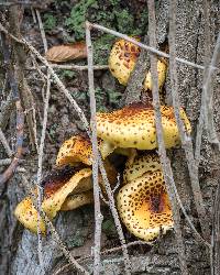 Pholiota aurivella image