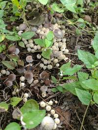 Coprinellus disseminatus image