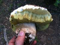 Boletus rex-veris image