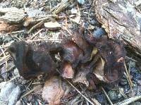 Gyromitra esculenta image