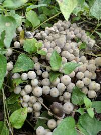 Coprinellus disseminatus image