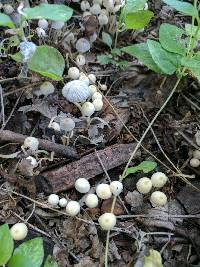 Coprinellus disseminatus image