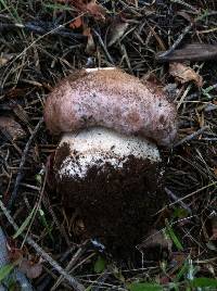 Boletus rex-veris image