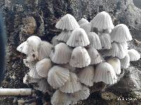 Coprinellus disseminatus image