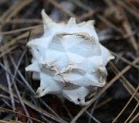 Calvatia sculpta image