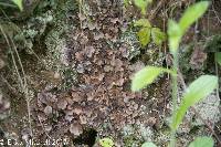 Peltigera evansiana image