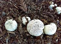 Agaricus bitorquis image