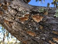 Trametes versicolor image