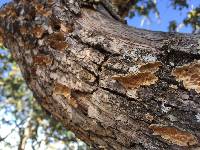 Trametes versicolor image