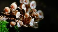 Mycena mariae image