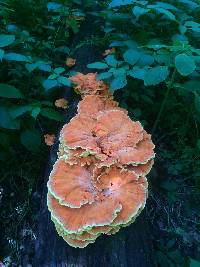 Laetiporus sulphureus image