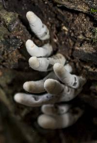 Xylaria polymorpha image