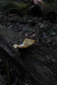 Polyporus craterellus image