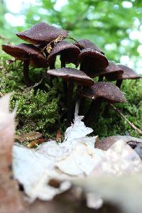 Image of Collybia alkalivirens