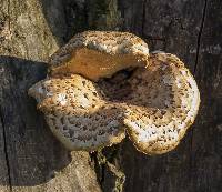 Polyporus squamosus image