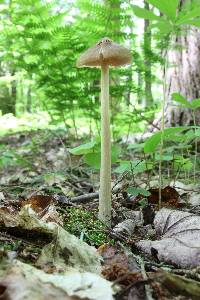 Entoloma strictius image