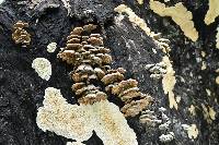 Schizophyllum commune image