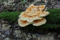 Laetiporus sulphureus image