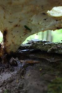 Polyporus craterellus image