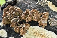 Schizophyllum commune image