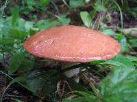 Suillus granulatus image