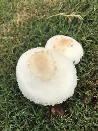 Chlorophyllum molybdites image