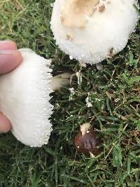 Chlorophyllum molybdites image