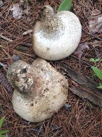 Piptoporus betulinus image