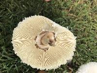 Chlorophyllum molybdites image